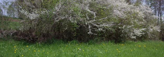 Musterhecke