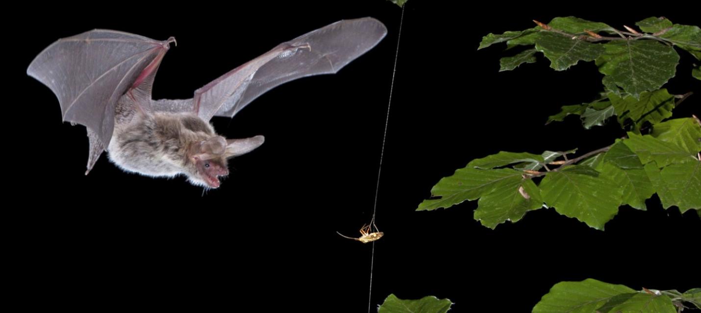 Fledermaus bei der Jagd