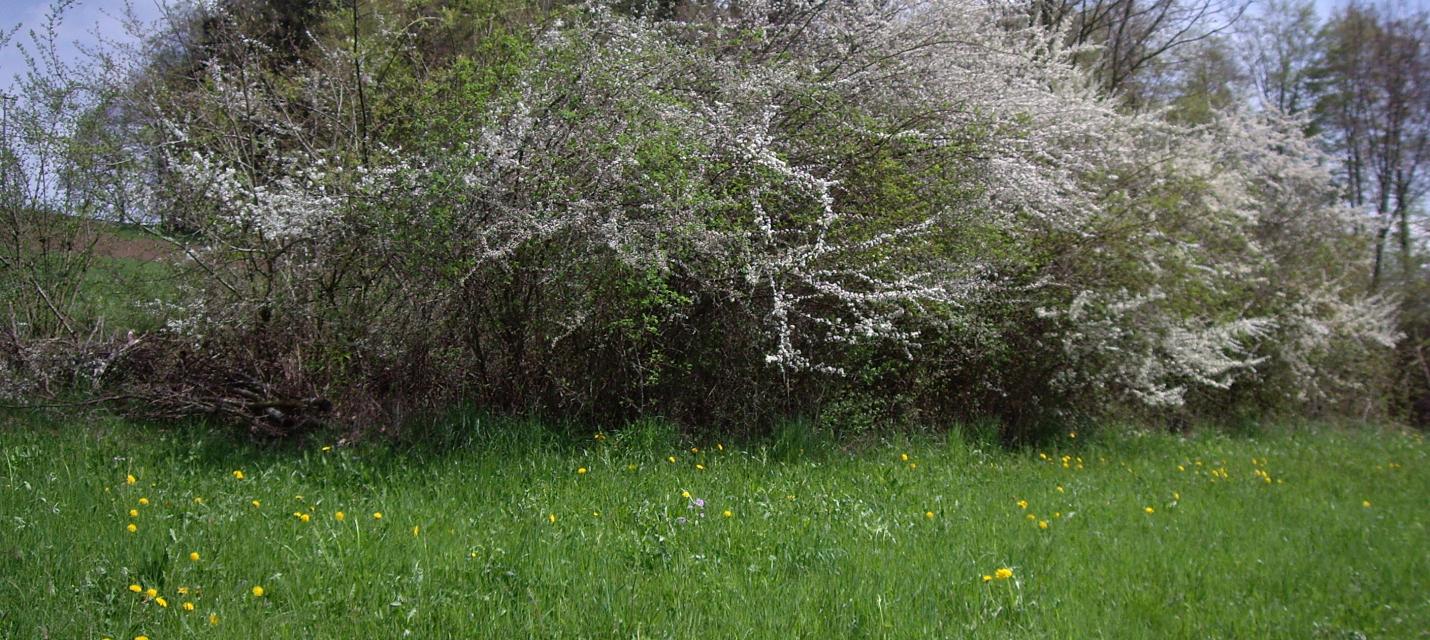 Musterhecke